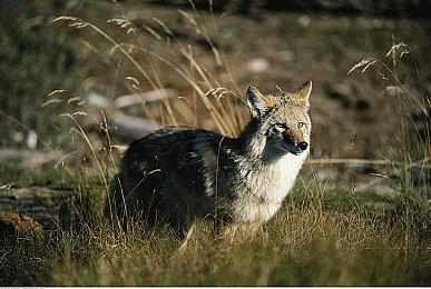 育碧《碧海黑帆》技术测试将于4月29日开启